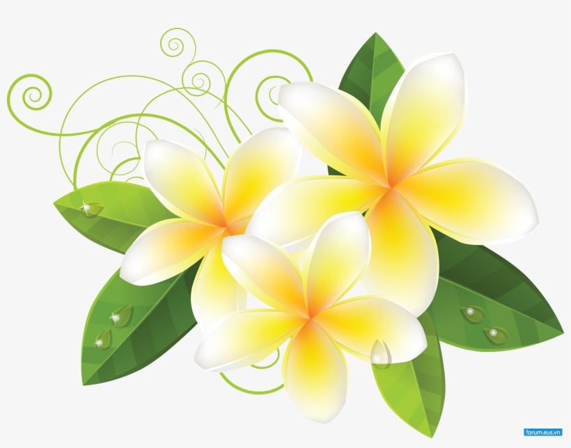 Vv Twine Flowers 花 イラスト 無料 プルメリア Free Transparent Png Download Pngkey