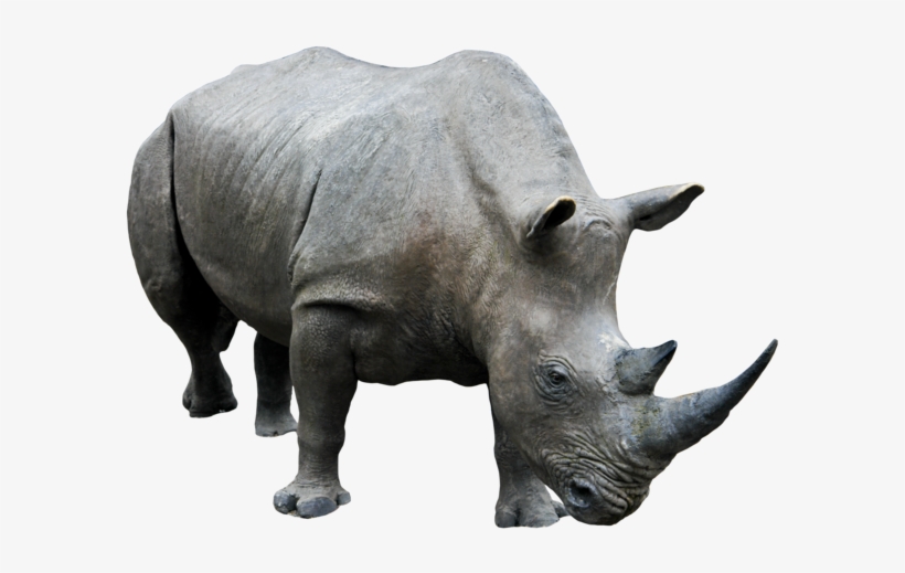 Rhino Png Transparent Image - Rhino Png, transparent png #1830986