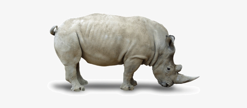 Rhino Png - Northern White Rhino Png, transparent png #1831013
