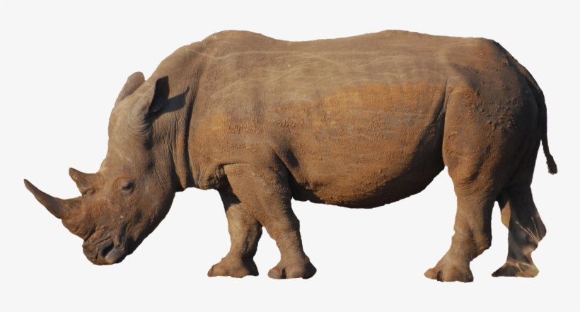 Rhino Freigestellt Martin Wegmann - Rhinoceros, transparent png #1831192