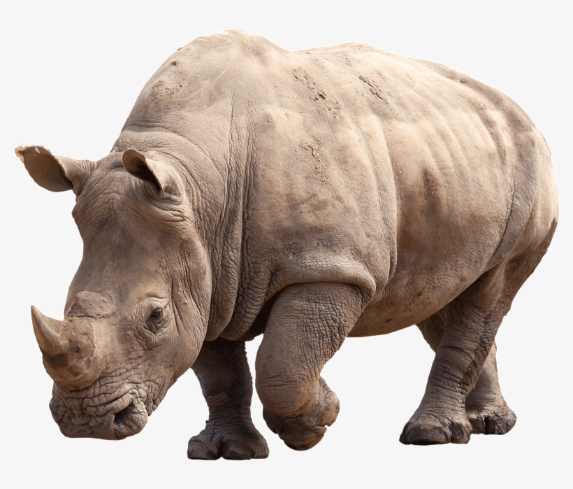 Paws 4 Africa Rhino - Carson Springs Wildlife Conservation Foundation, transparent png #1831356