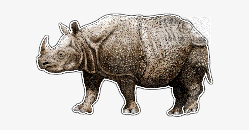 28 Collection Of Javan Rhino Drawing - One Horned Rhino Drawing, transparent png #1831592