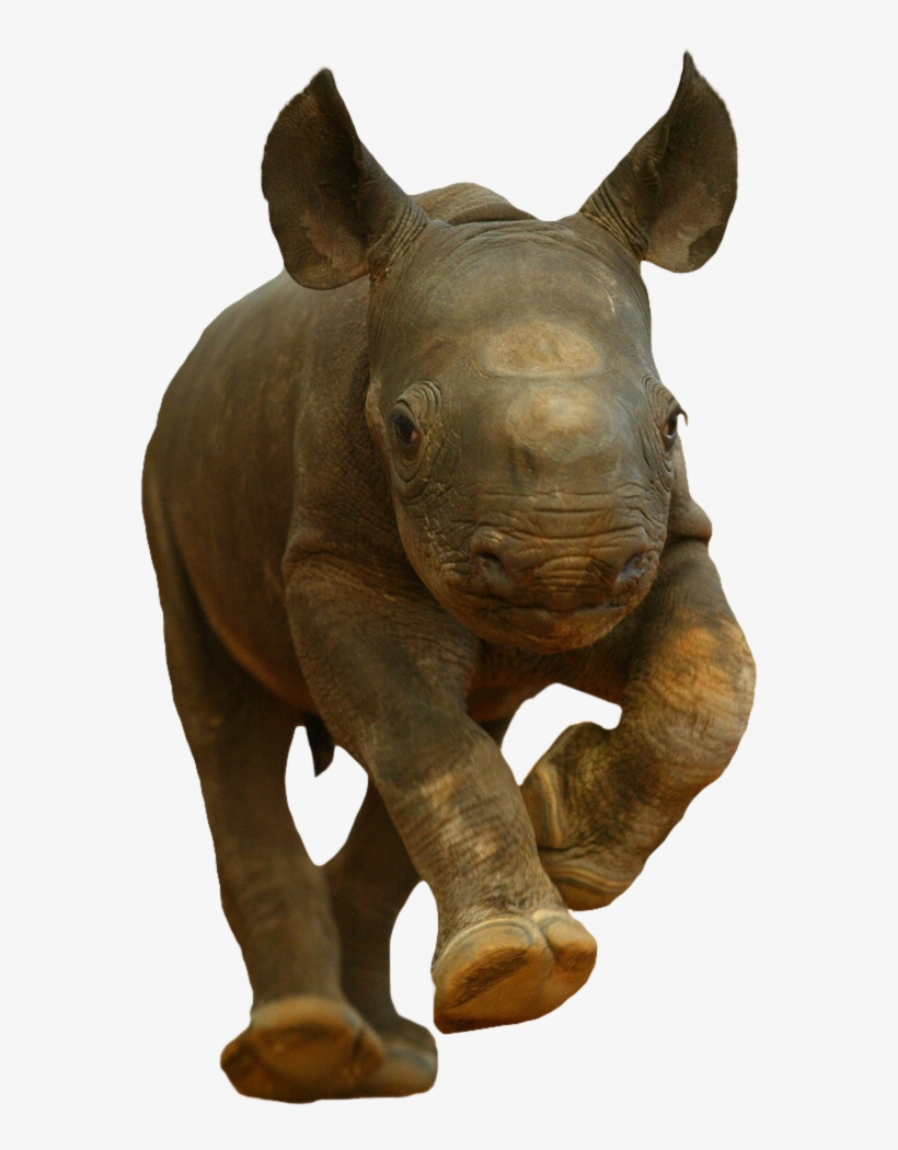 Animalbaby Rhino - Rhino Kitten, transparent png #1831802