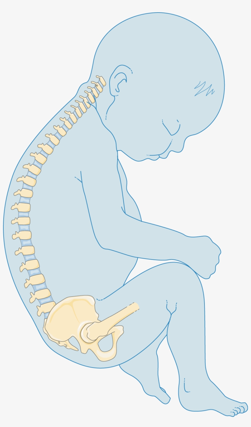 Download The Image Download The Entire Set - Bone, transparent png #1832912