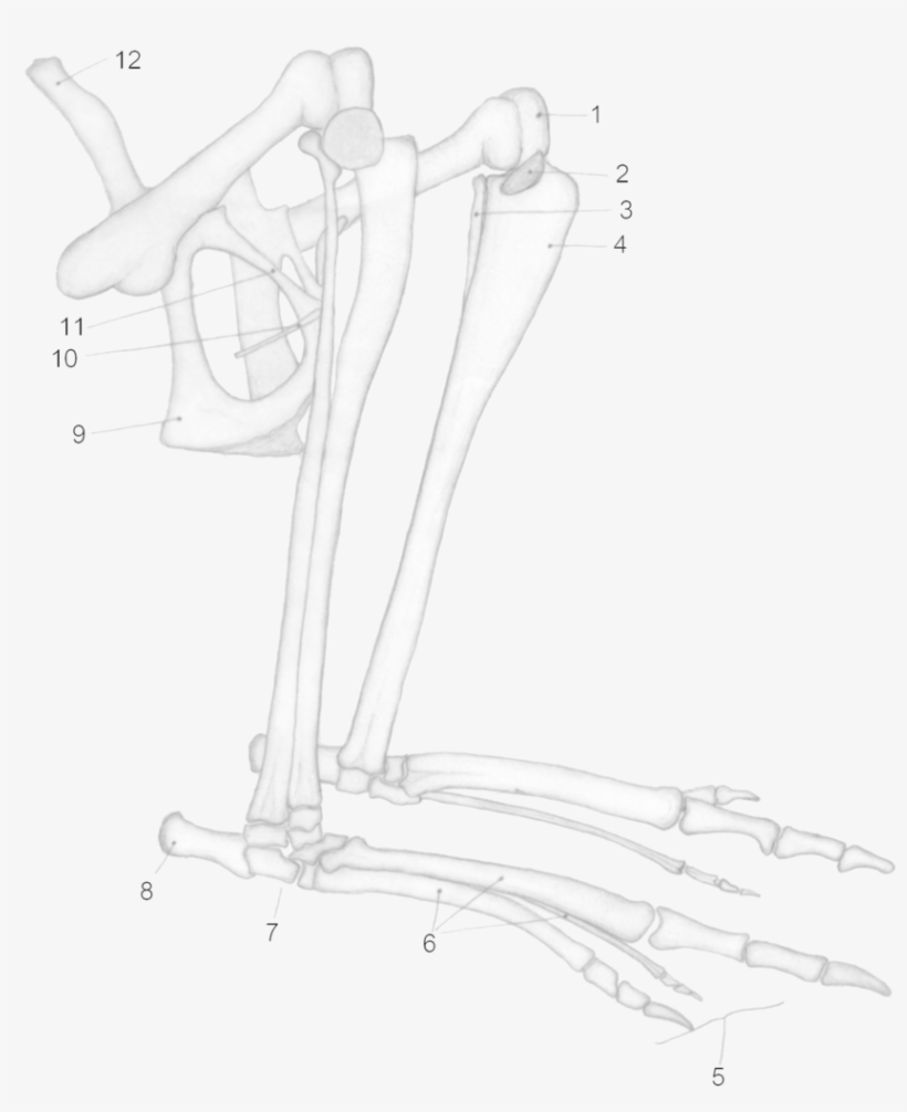 Macropus Major Hind Legs - Marsupial Bone, transparent png #1832987