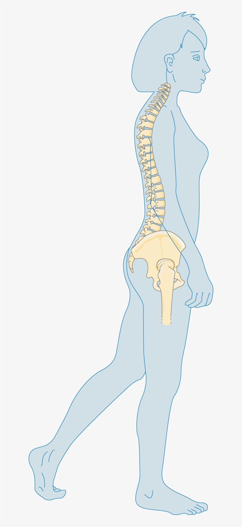 Adulte - Osteoporosis, transparent png #1833090