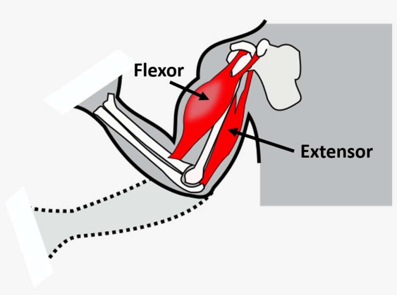 All Skeletal Systems Rely On Pairs Of Muscles To Move - Portable Network Graphics, transparent png #1833205