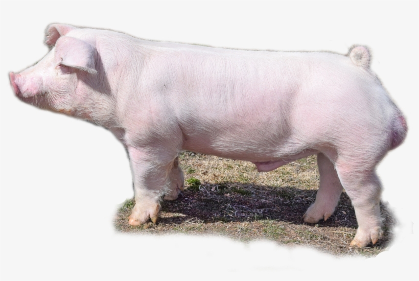 2017 Rings Champions Wopb (kingsvile Livestock Show) - Domestic Pig, transparent png #1836288