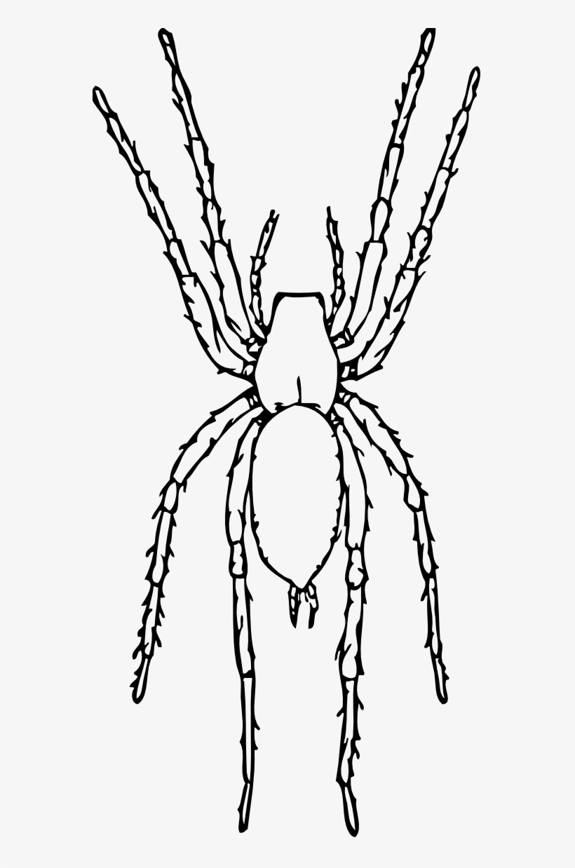 Brown Spider Black White Line Art Tatoo Tattoo - Spider Black And White Png, transparent png #1837302