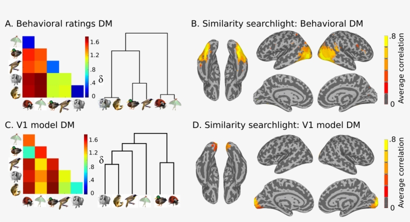 Images/sim Sl - Searchlight Brain, transparent png #1837949
