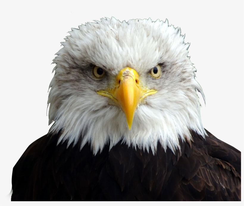 Bald Eagle Head Png - Cabeza De Aguila Png, transparent png #1838802