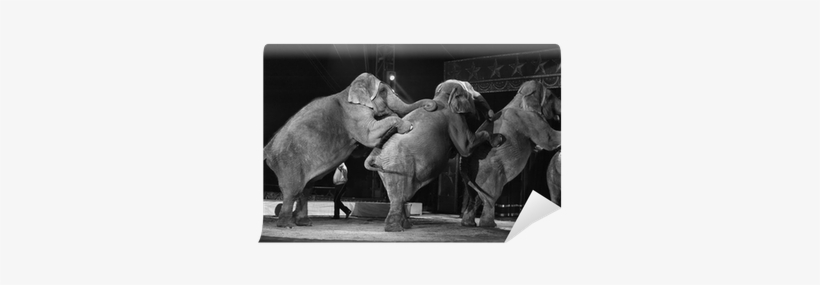 Circus, transparent png #1838872