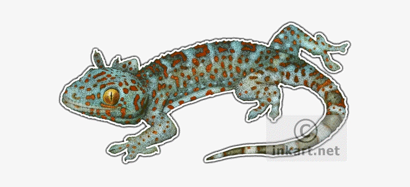 Wildlife Art - Geckos Of The World Greeting Card, transparent png #1839680