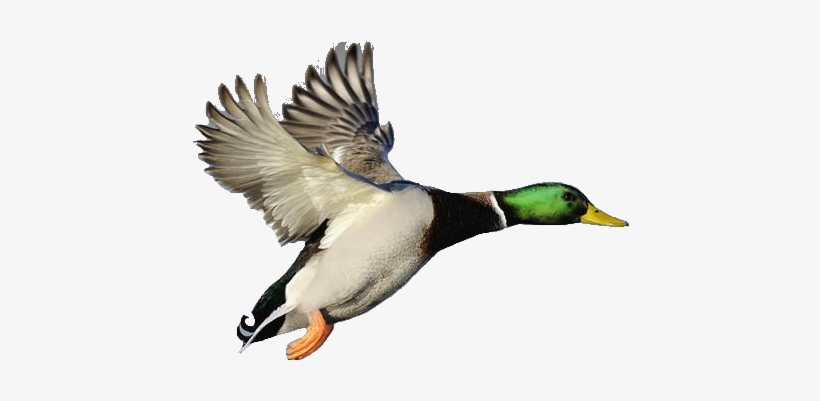 Mallard Duck Clipart - Mallard Duck Flying Clipart, transparent png #1839906