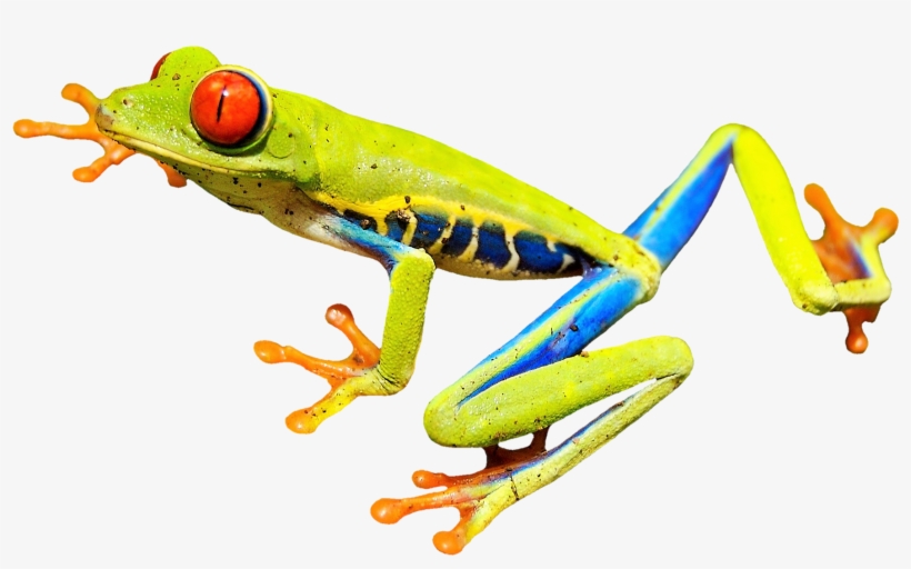 Red Eye Frog, Red Eyed Tree Frog, Tree Frog, Frog - Red Eyed Tree Frog Draw, transparent png #1842272