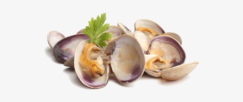 Clams Png Picture - Clams Png, transparent png #1844056
