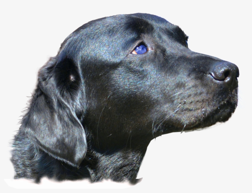 Dog Head Png, transparent png #1844462
