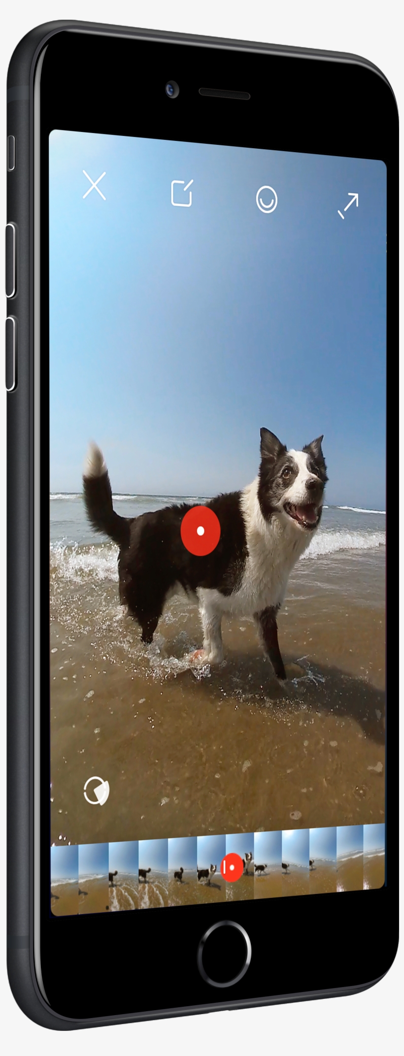 Get The App - Dog Catches Something, transparent png #1844506