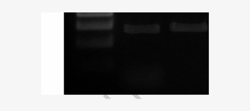 Digestion Of Zed Vector With Bgl Ii To Confirm Gateway - Monochrome, transparent png #1845497