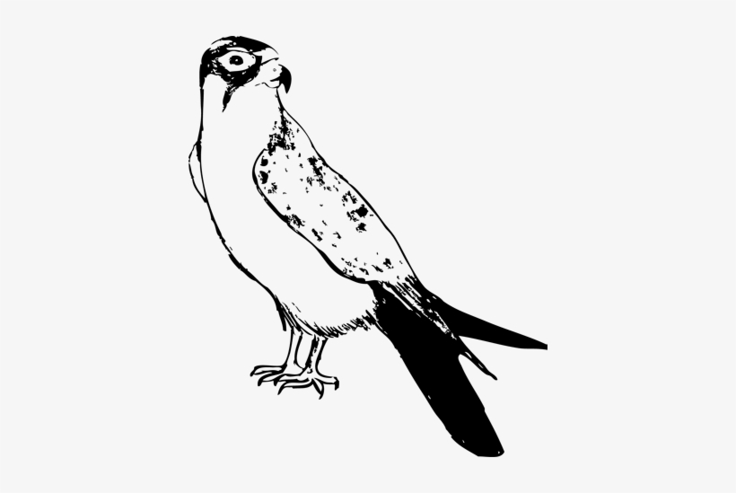 This Is Kind Of My Life's Work, Eye Of Horus And I - Osprey, transparent png #1847421