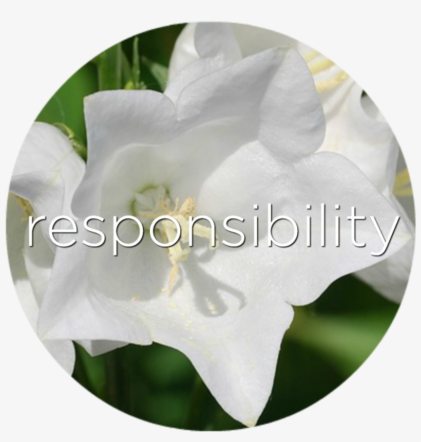 Responsibility Bell Flower Flower Essence - Bellflowers, transparent png #1847749