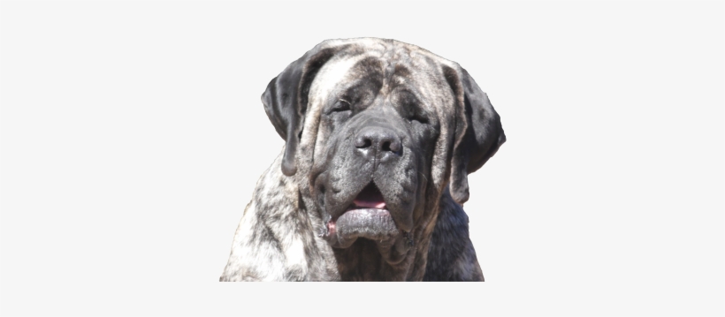 Real Love-a True Dog's Story - King Blue English Mastiff, transparent png #1848267