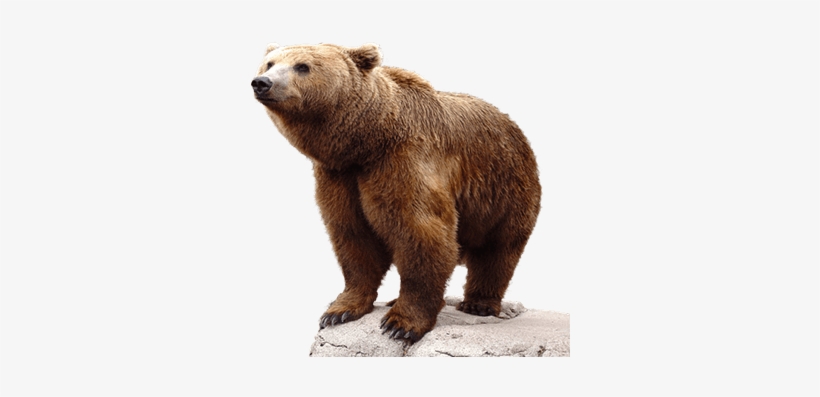 Bear - Bear Png, transparent png #1848672