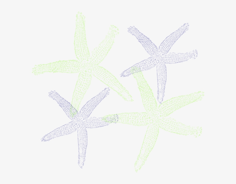 How To Set Use Starfish Prints Clipart, transparent png #1850091