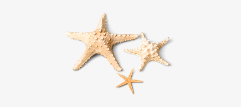 Free Download Starfish Clipart /m/083vt Wood Starfish - Starfish, transparent png #1850284
