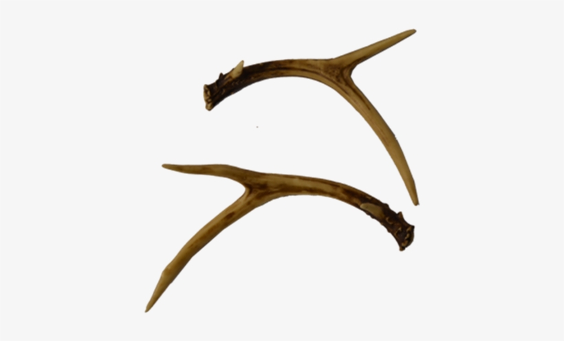 Deer, transparent png #1850716