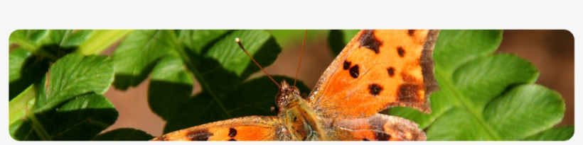 Home - Media - Photo Album - Annual Rubber Chicken - Silver-washed Fritillary, transparent png #1850847