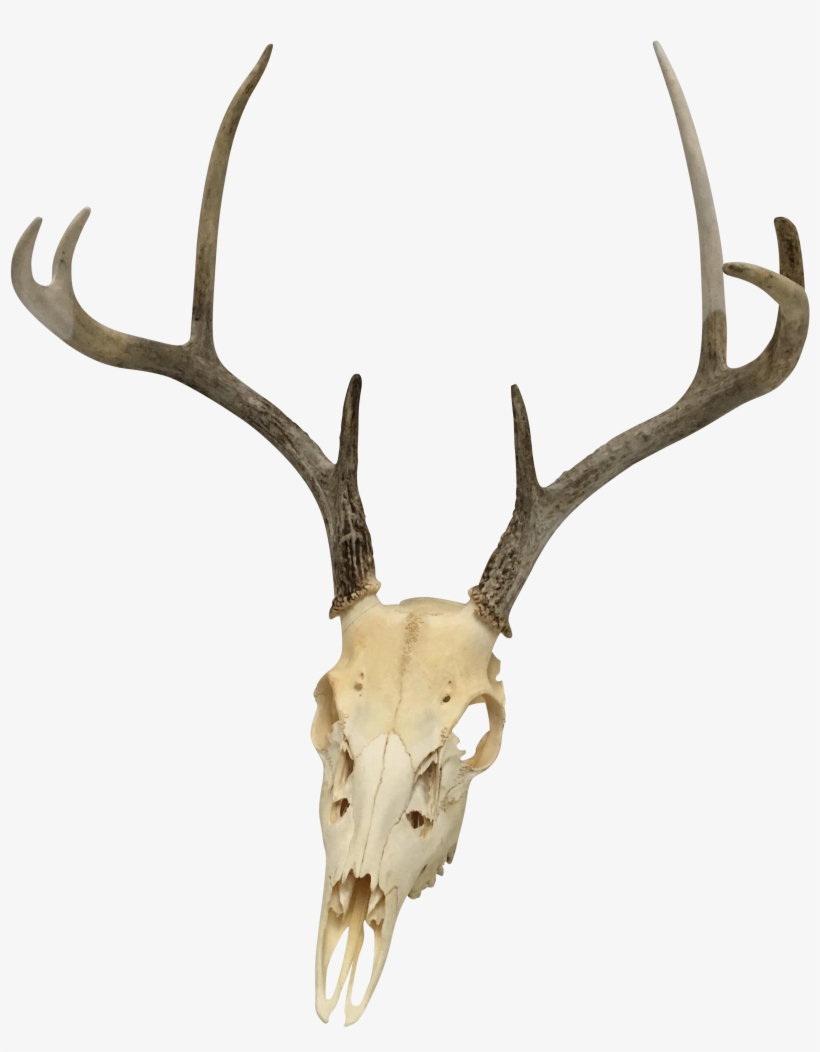 Natural 8-point White Tail Deer Antlers And Skull - Antler, transparent png #1850851