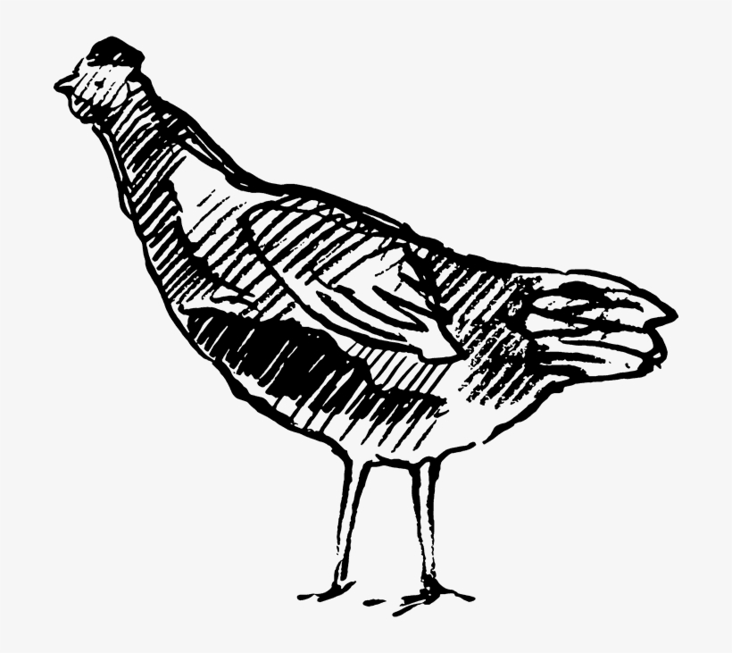 Sketched Chicken Rubber Stamp - Chicken, transparent png #1851162