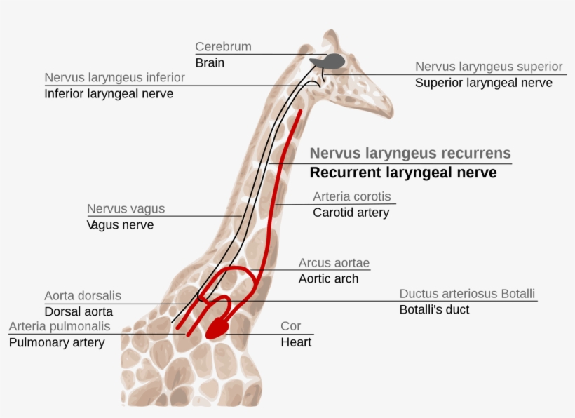 Giraffe's Laryngeal Nerve, Easily Explained By Evolution - Giraffe Laryngeal Nerve, transparent png #1854581