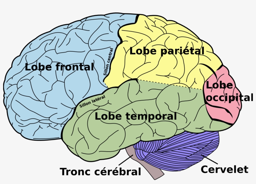 President Obama Will Unveil A $100 Million Initiative - Lobes Du Cerveau, transparent png #1854672