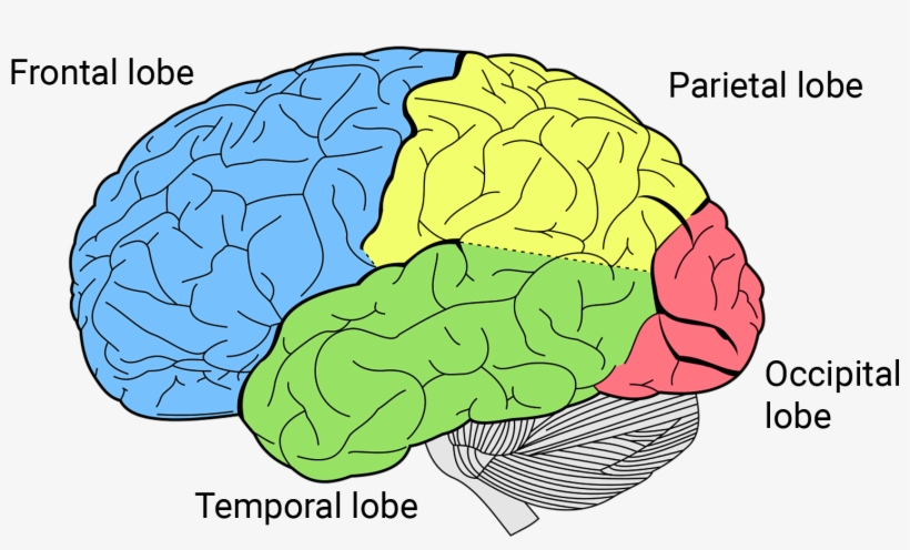 Right Hand, Human Brain - Brain Lobes, transparent png #1854794