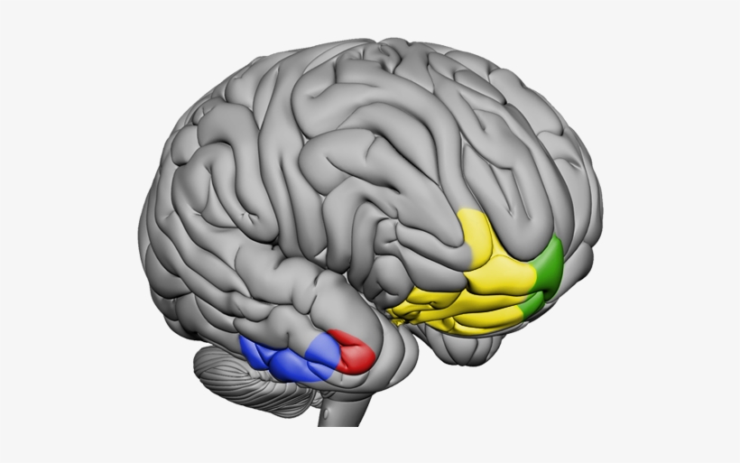 Image Of Grey Brain With Middle And Or Lower Right - Illustration, transparent png #1854851