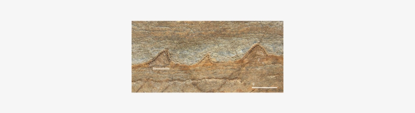 Could These Be The World's Oldest Fossils - Oldest Fossil Ever Found, transparent png #1854991