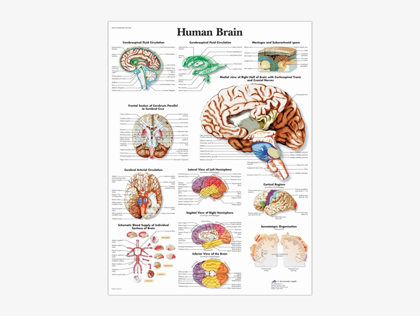 Anatomical Chart - Human Brain - 3b Scientific Vr1615s Sticky Human Brain Chart, English, transparent png #1855099