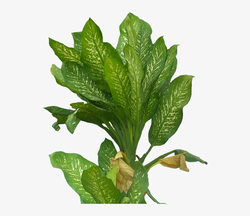 Graphic Black And White Download Leaf Transprent Png - Homalw, transparent png #1855376