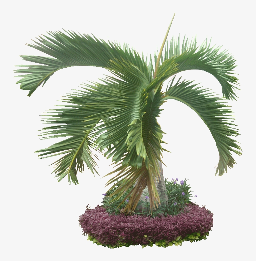 8 Cut Out Trees Cover - Palm Trees, transparent png #1855506
