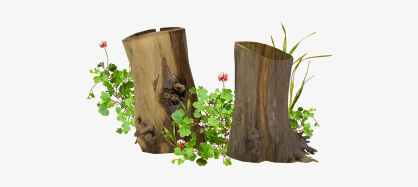 2treestumps - Dessin De Tronc D Arbre, transparent png #1855507