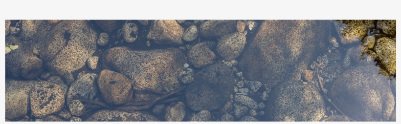 Protecting Your Identity And Privacy - Fugitive In Walden Woods [book], transparent png #1855533