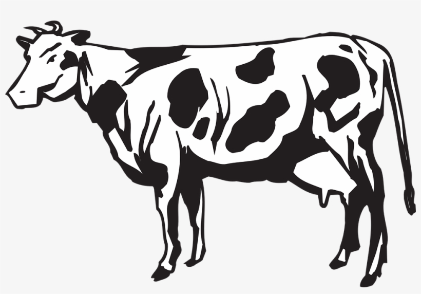 Dairy Cows Vector Graphics - Herd Of Cattle Clipart, transparent png #1856337