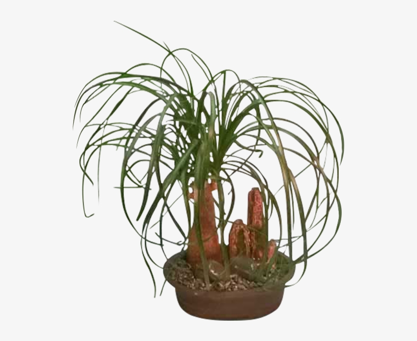Ponytail Palm - Houseplant, transparent png #1858038