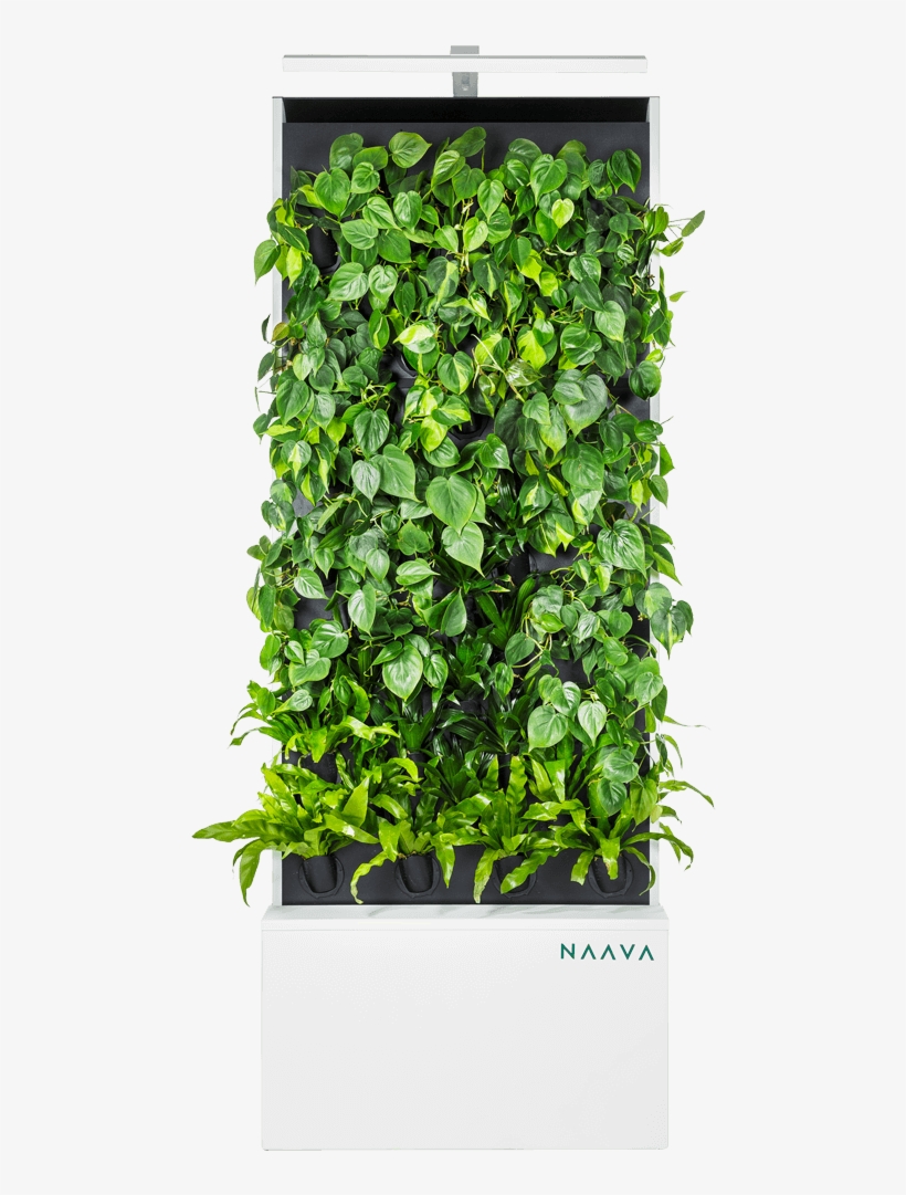 Naava Living Wall - Sikmple Philodendron Living Wall, transparent png #1858244