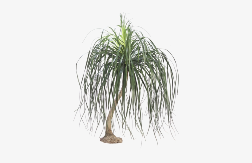 Pony Tail Palm - Dr Seuss House Plant, transparent png #1858248