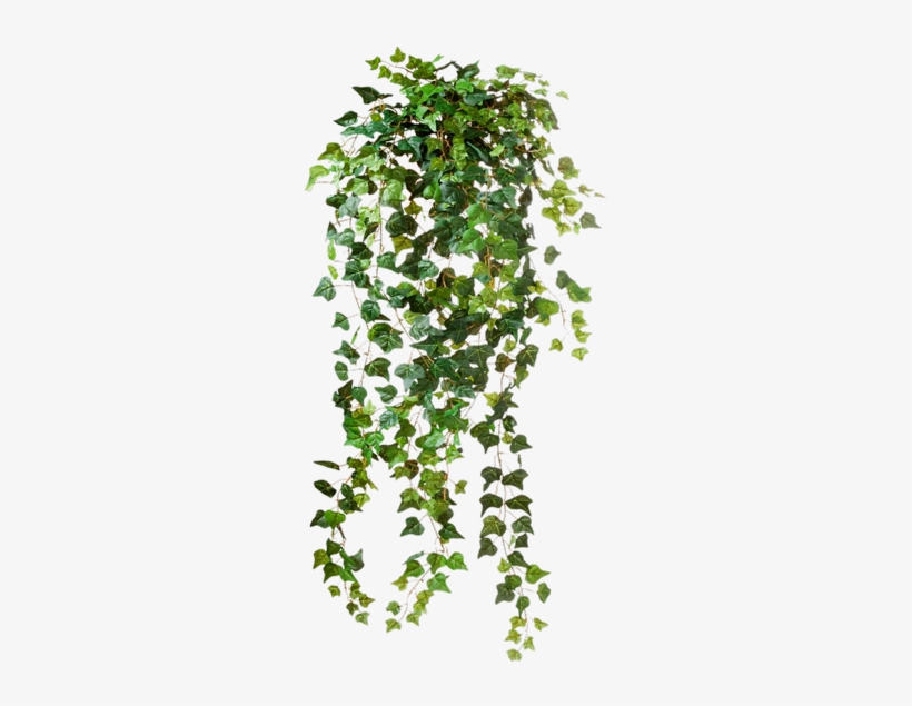 Match Making - Plant Png, transparent png #1858558