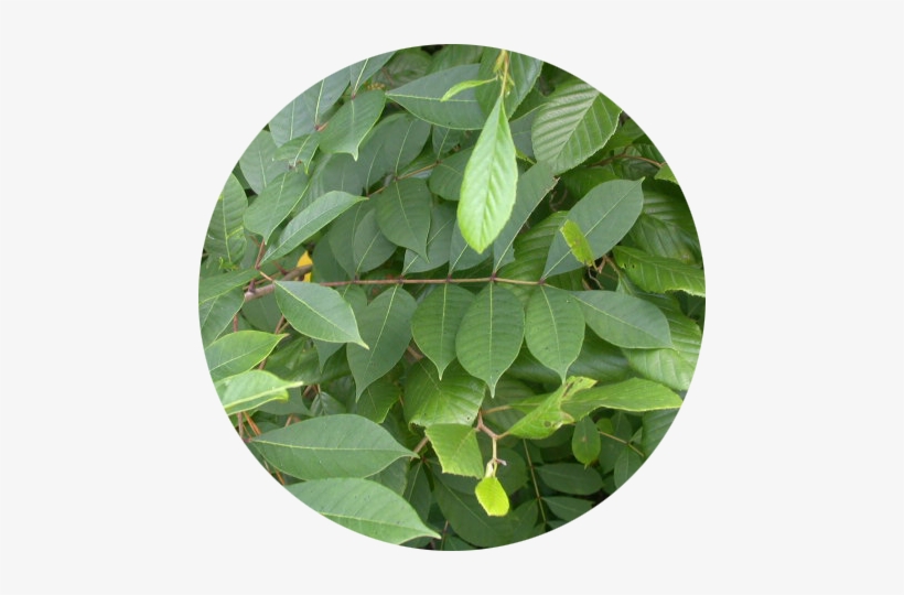 Poison Sumac - Plants Are Poisonous To Goats, transparent png #1858642