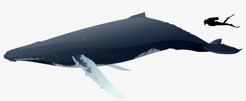Humpback Whale Size - Whale S8ze, transparent png #1859254